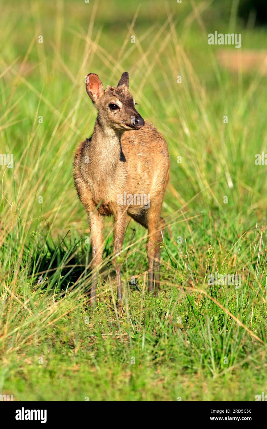 Grey brocket, Young, Pantanal (Mazama gouazoubira), Brasile Foto Stock