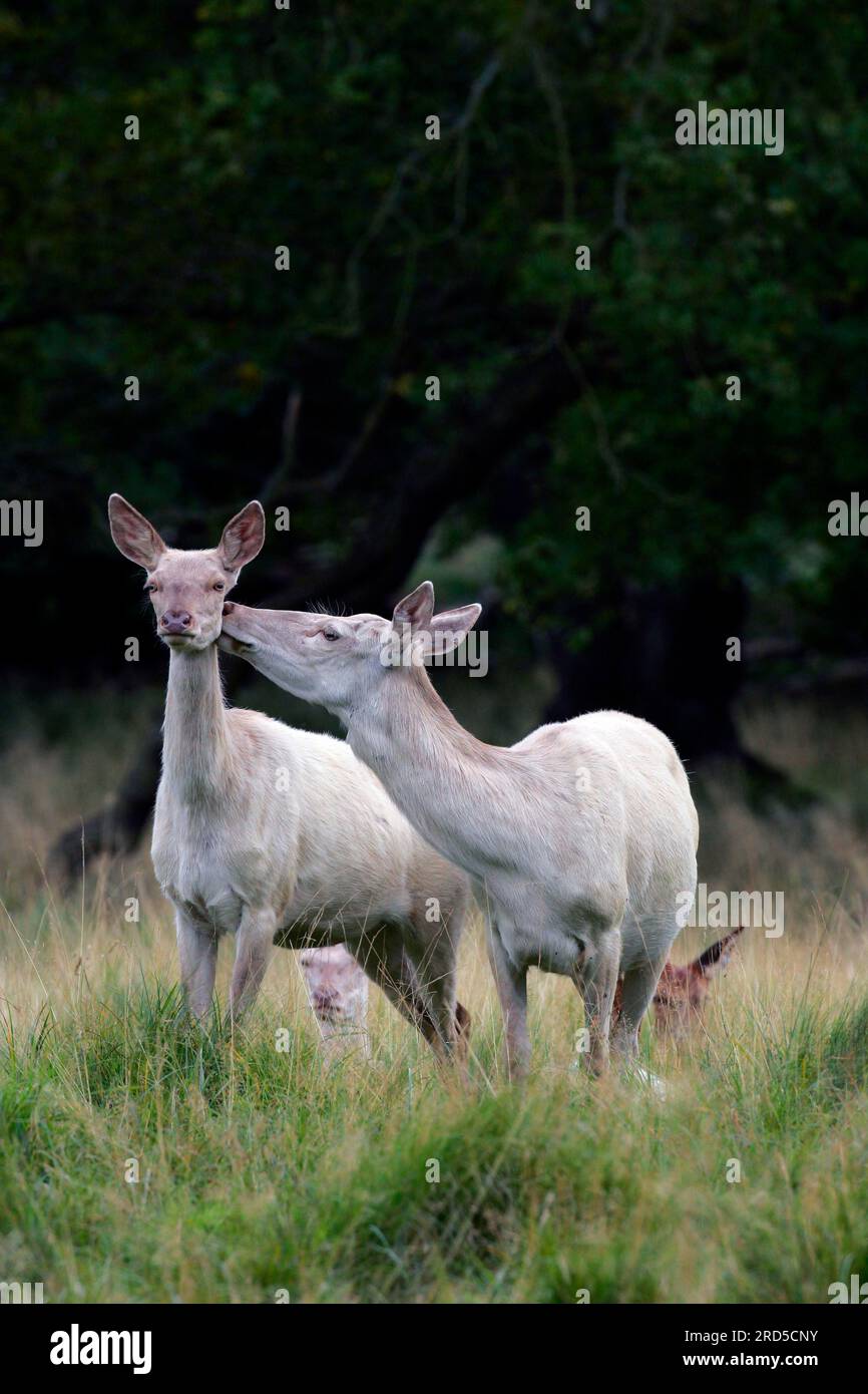 Cervi rossi (Cervus elaphus) femmina Foto Stock