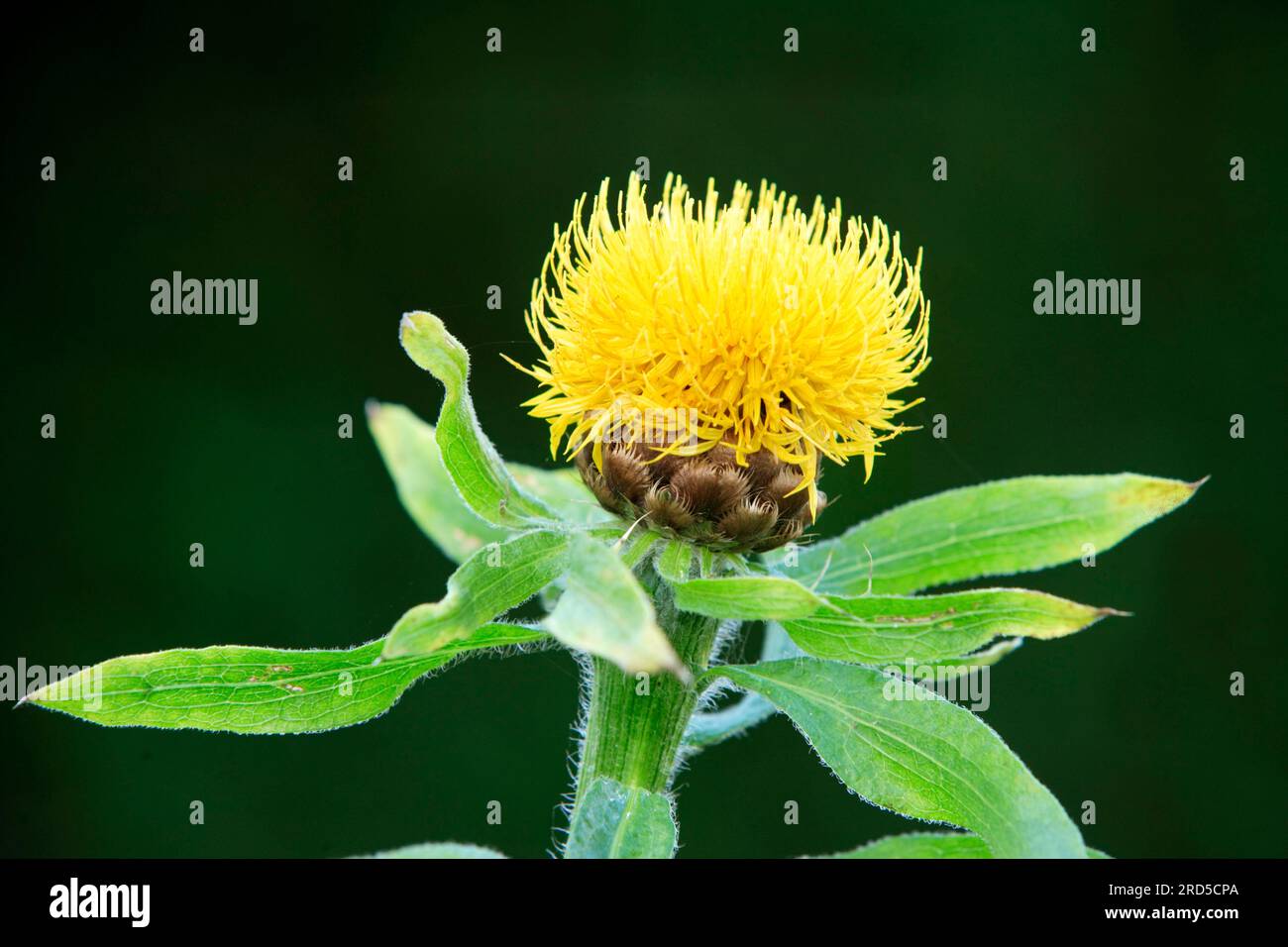 Knapweed gigante fiorito, knapweed gigante giallo (Centaurea macrocephala) Foto Stock