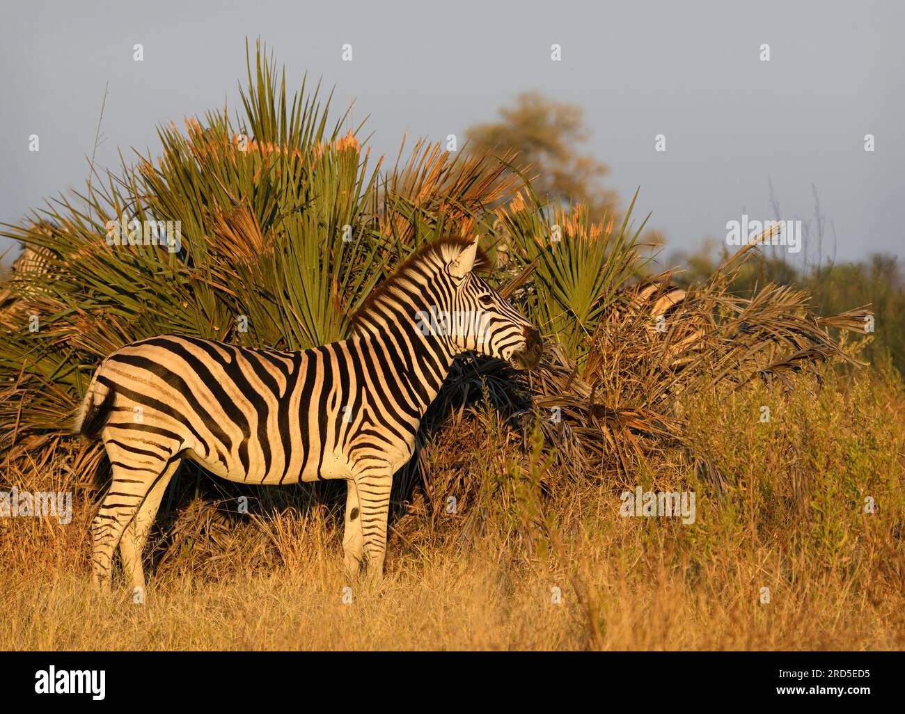 Burchell's Zebra in luce dorata Foto Stock