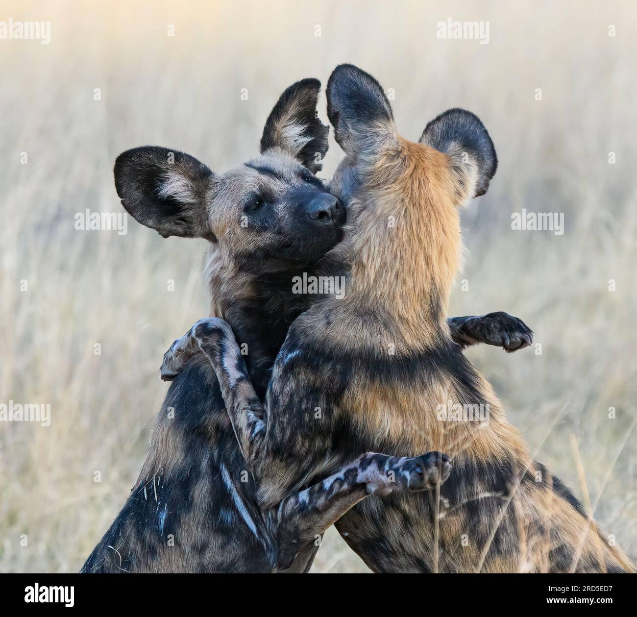 Cerimonia di benvenuto con Wild Dog Foto Stock