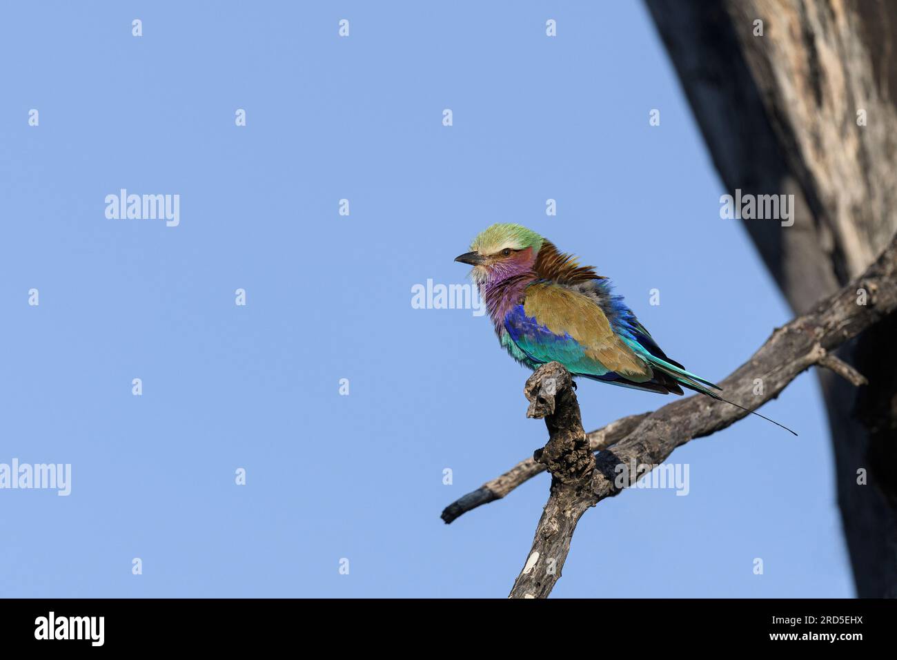 Lilac Breasted Roller arroccato su un serpente guardando a sinistra Foto Stock