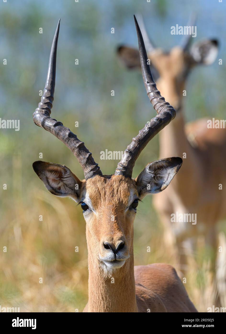 Ritratto di male Impala con impala immatura sullo sfondo Foto Stock