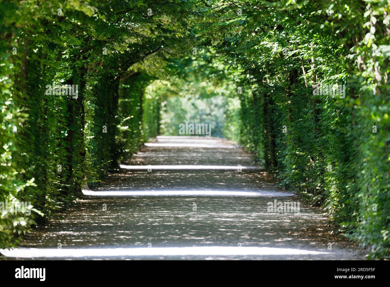 Arbour di carpino europeo (Carpinus betulus), Eremitage, parco storico, parco paesaggistico, rococò, Costruito nel 1715, quartiere Eremitage Foto Stock