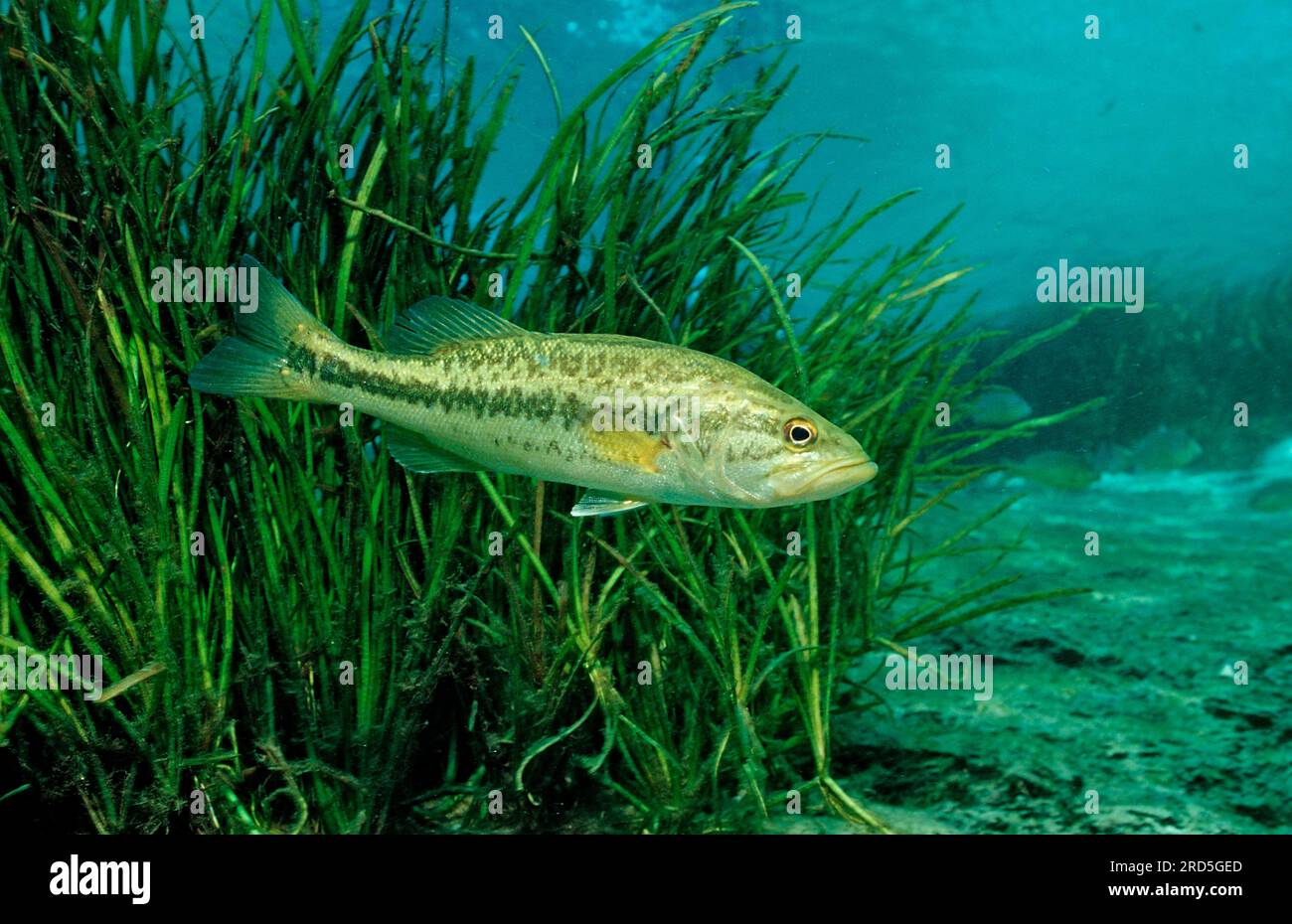 Largemouth Bass (micropterus salmoides), Florida, Stati Uniti d'America Foto Stock
