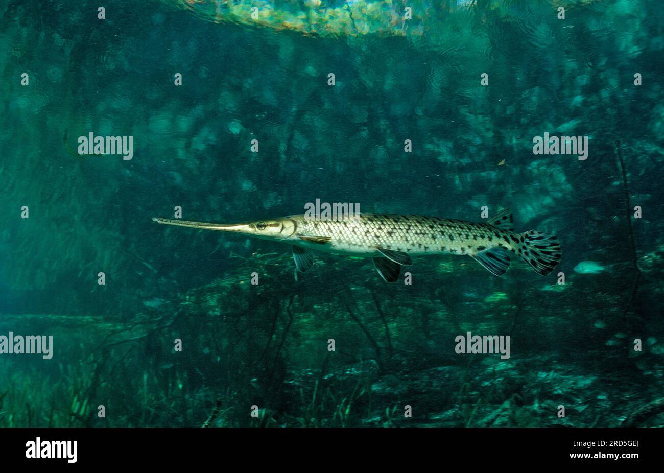 pesci bonefish a naso lungo, gar a naso lungo (Lepisosteus osseus), Slim bonefish, Stati Uniti Foto Stock