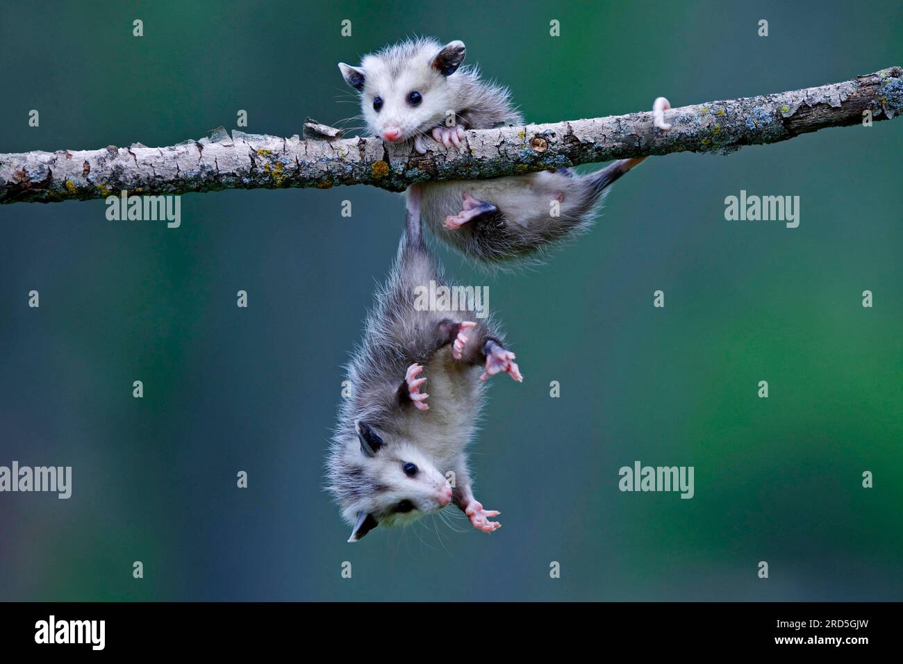 Opossum nordamericani, youngs, Minnesota, USA (Didelphis marsupialis virginiana), opossum settentrionale Foto Stock