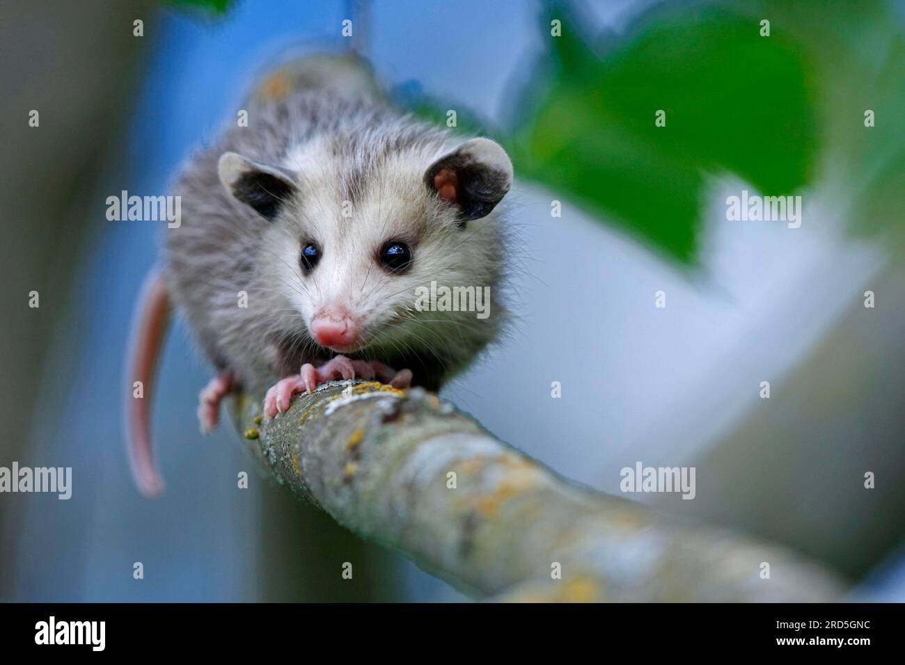 Opossum nordamericano, giovane, Minnesota, USA (Didelphis marsupialis virginiana), opossum settentrionale Foto Stock