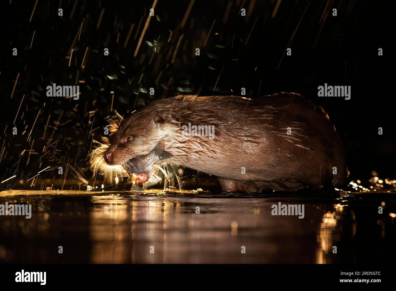 Caccia alla lontra europea (Lutra lutra), successo della caccia, con pesci bianchi come preda, cacciatore notturno, tiro notturno, cucciolo, fredda mattinata invernale, Kiskunsag Foto Stock