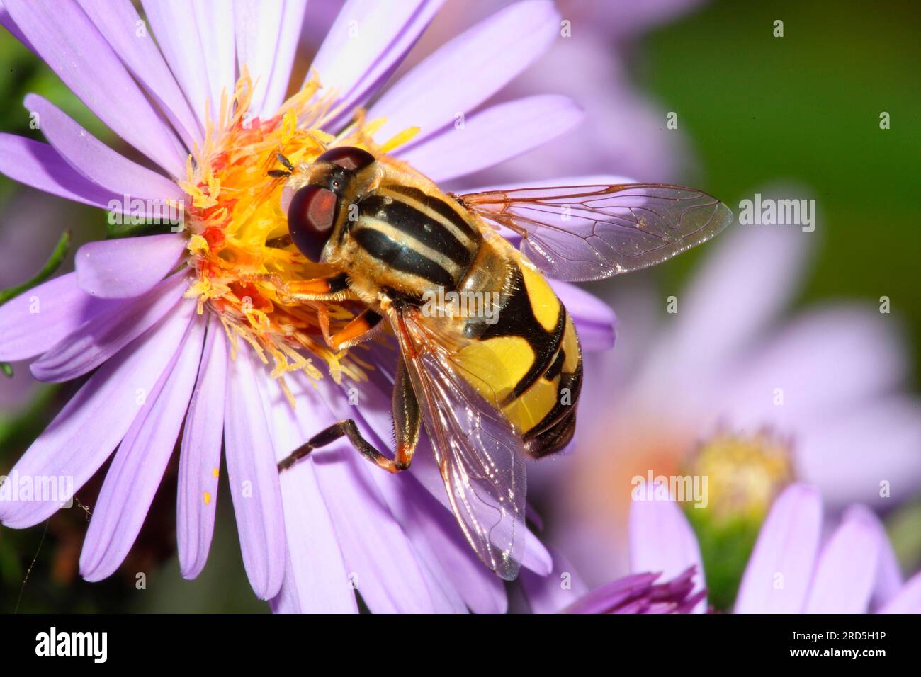 Dangling sunlover (Helophilus pendulus) in autunno aster (Aster dumosus), estate hoverfly, fly, autunno aster, cuscino aster Foto Stock