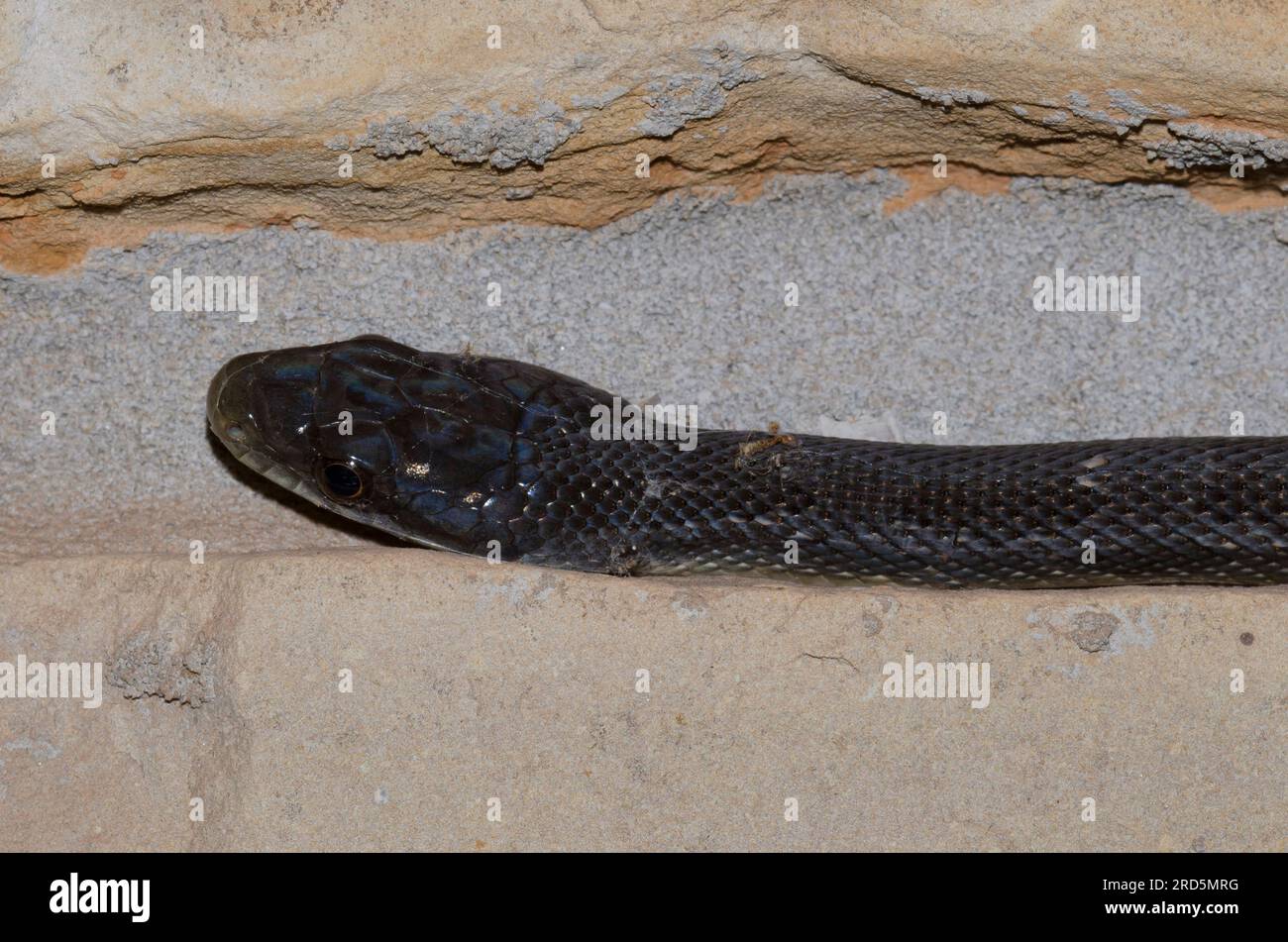Black Rat Snake, Pantherophis obsoletus, parete da arrampicata Foto Stock