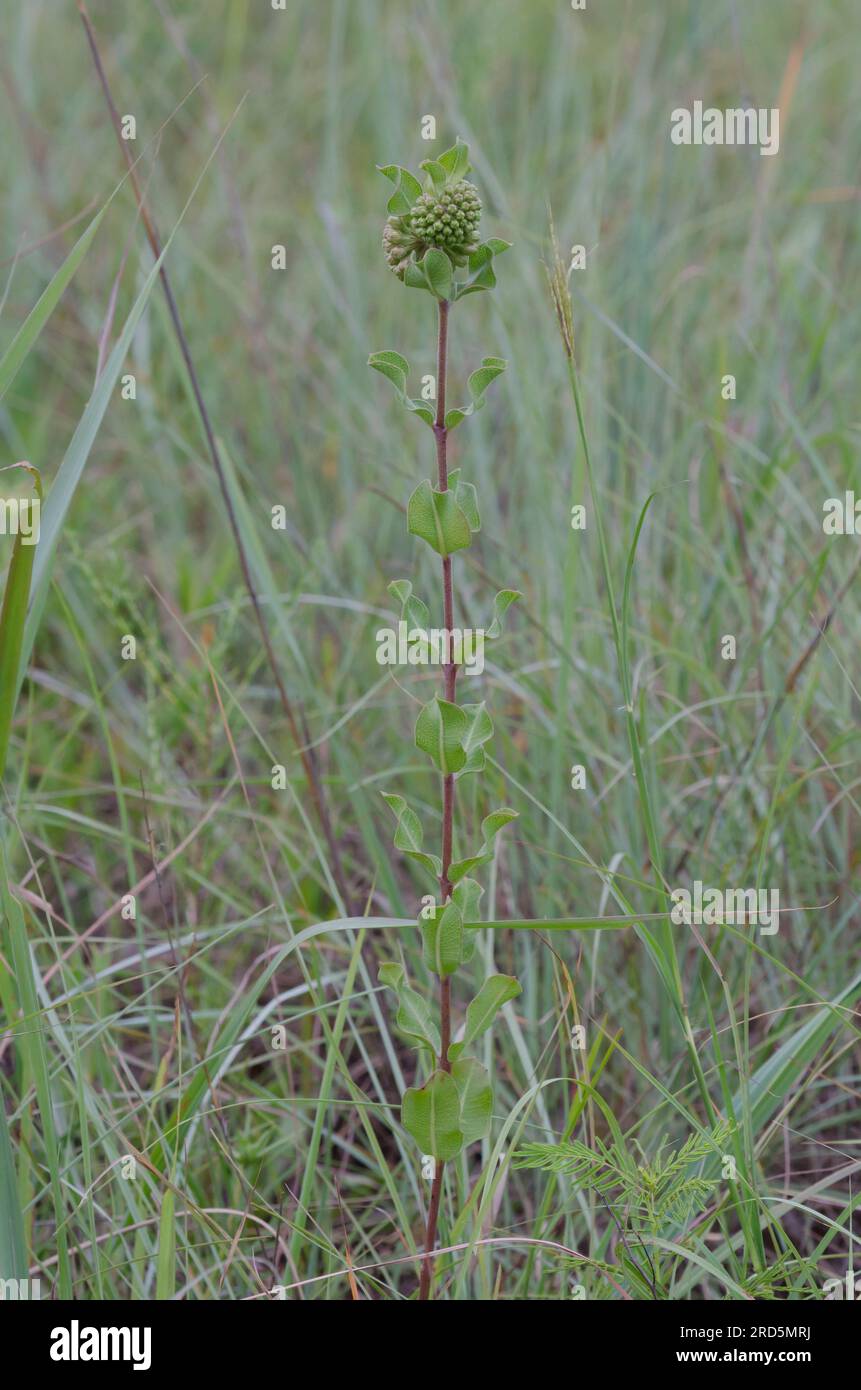 Verde Milkweed Comet, Asclepias viridiflora Foto Stock