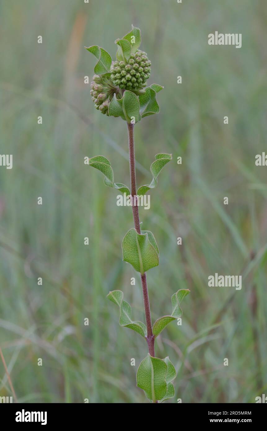 Verde Milkweed Comet, Asclepias viridiflora Foto Stock