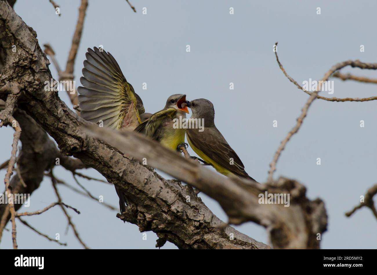 WESTERN Kingbirds, Tyrannus verticalis, da adulti che nutrono di recente i giovani Foto Stock