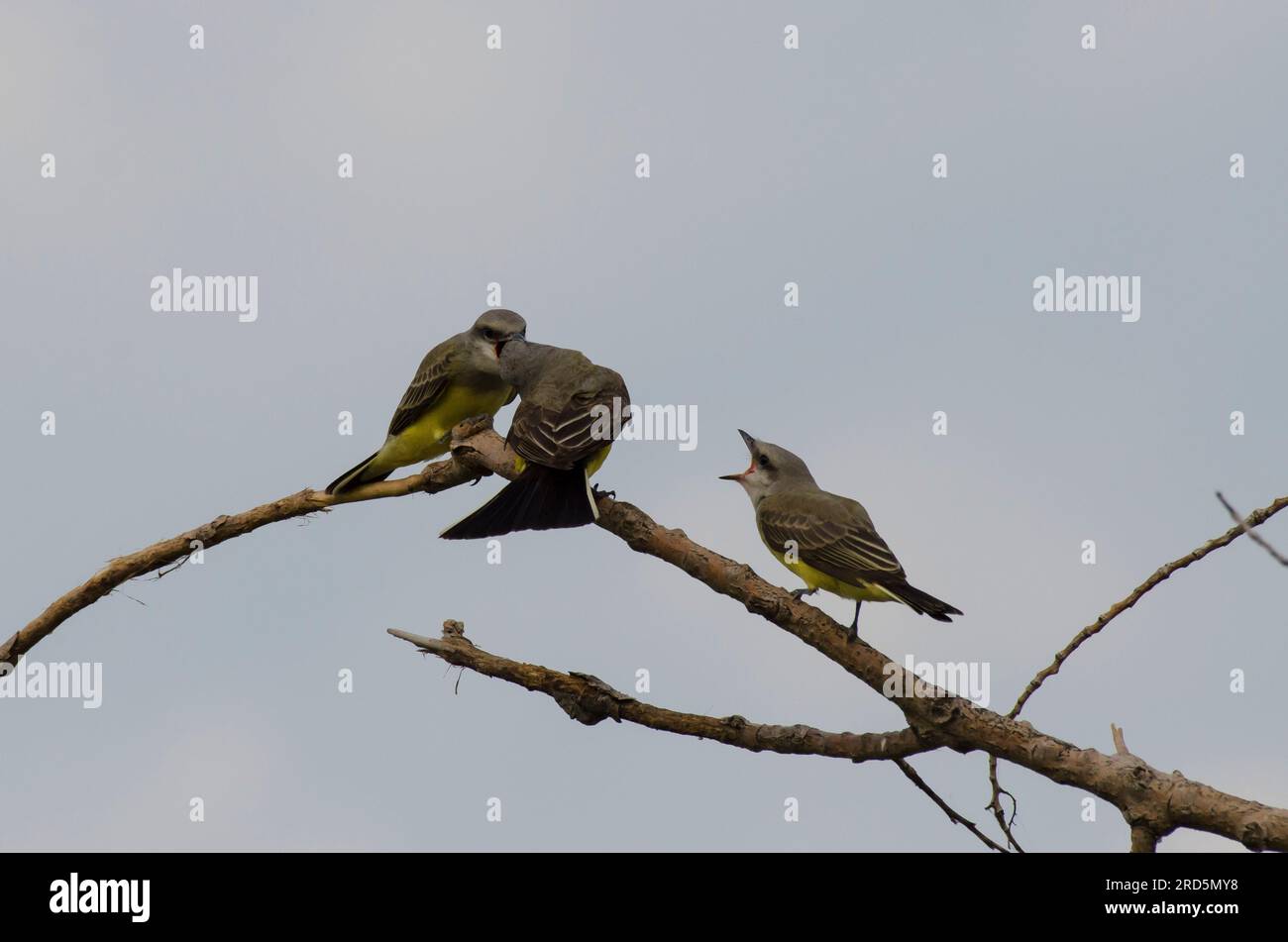 WESTERN Kingbirds, Tyrannus verticalis, da adulti che nutrono di recente i giovani Foto Stock