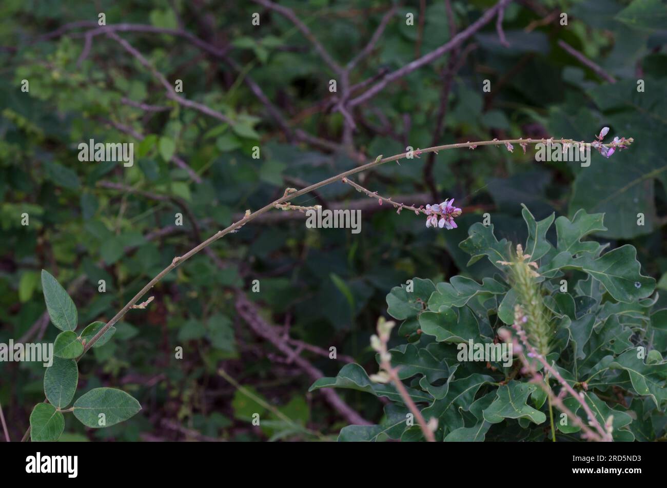 Ticktrefoil, Desmodium sp. Foto Stock