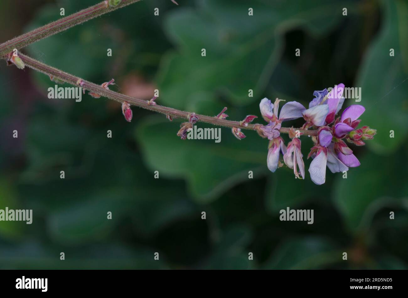 Ticktrefoil, Desmodium sp. Foto Stock