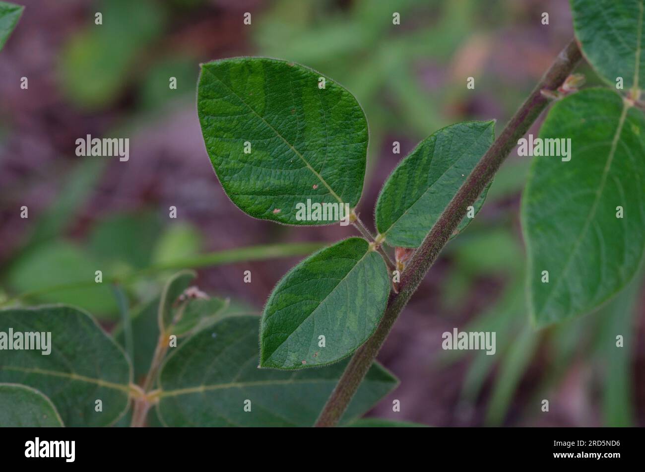 Ticktrefoil, Desmodium sp., stelo e foglie Foto Stock