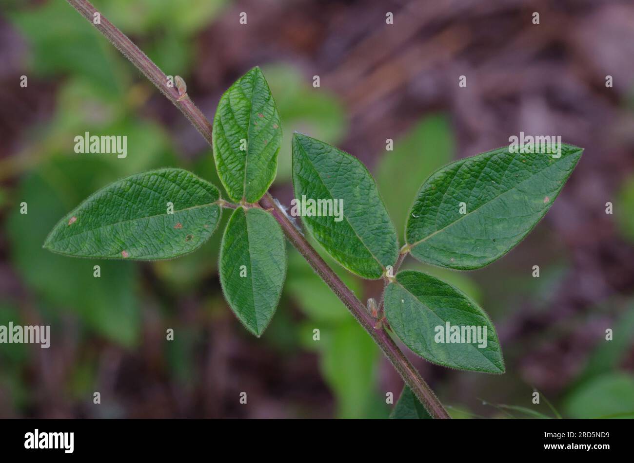 Ticktrefoil, Desmodium sp., stelo e foglie Foto Stock