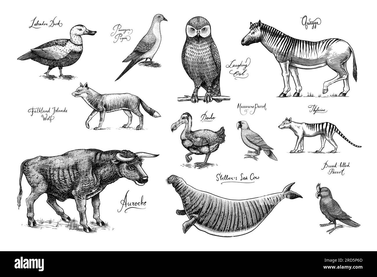 Specie *. Animali e uccelli selvatici di mammiferi. Dodo, Moa, Lupo della Tasmania, Quagga. Aurochs. Antilope blu. Disegno con incisione vettoriale disegnata a mano. Figura Illustrazione Vettoriale