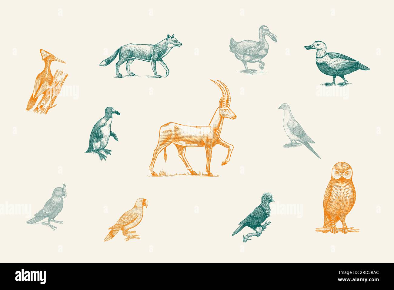 Specie *. Animali e uccelli selvatici di mammiferi. Dodo, Moa, Lupo della Tasmania, Quagga. Aurochs. Antilope blu. Disegno con incisione vettoriale disegnata a mano. Figura Illustrazione Vettoriale