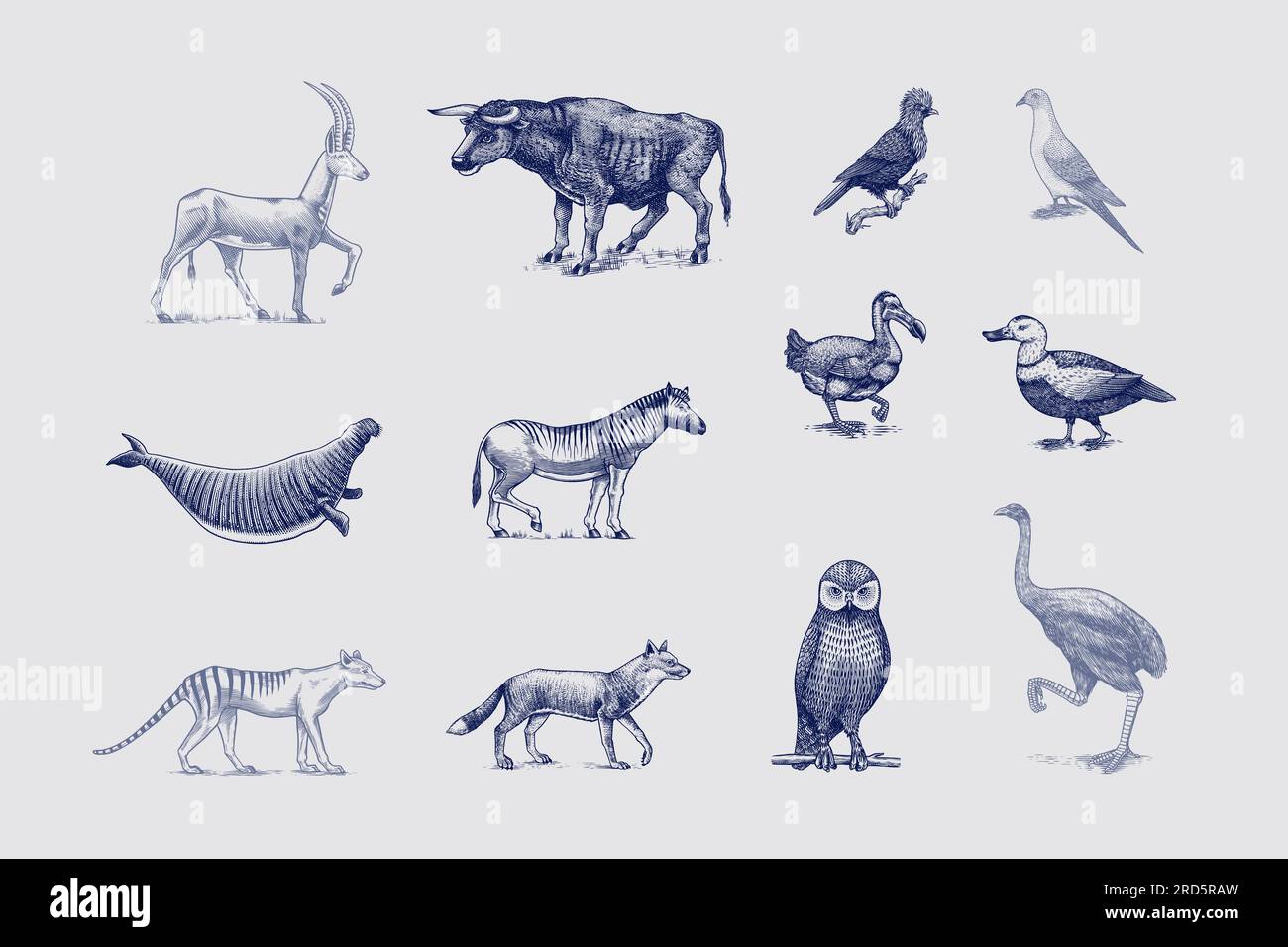 Specie *. Animali e uccelli selvatici di mammiferi. Dodo, Moa, Lupo della Tasmania, Quagga. Aurochs. Antilope blu. Disegno con incisione vettoriale disegnata a mano. Figura Illustrazione Vettoriale