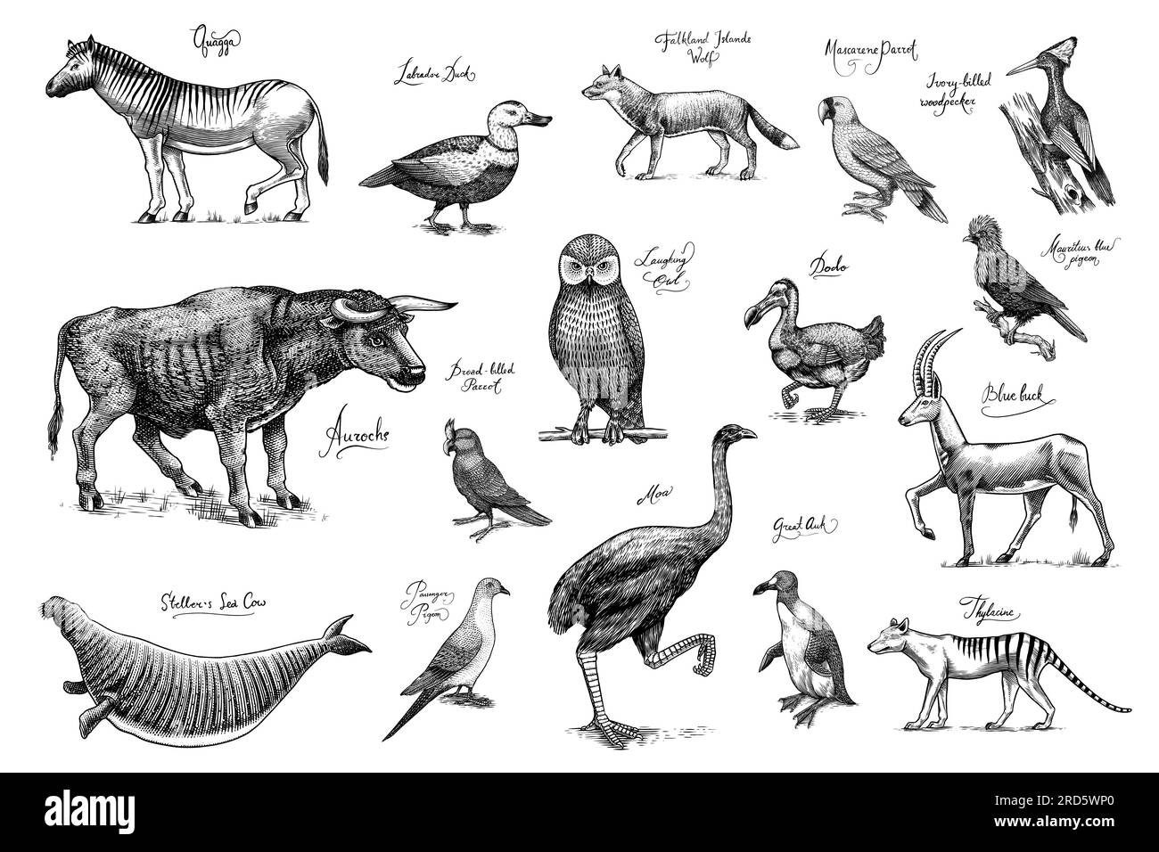 Specie *. Animali e uccelli selvatici di mammiferi. Dodo, Moa, Lupo della Tasmania, Quagga. Aurochs. Antilope blu. Disegno con incisione vettoriale disegnata a mano. Figura Illustrazione Vettoriale