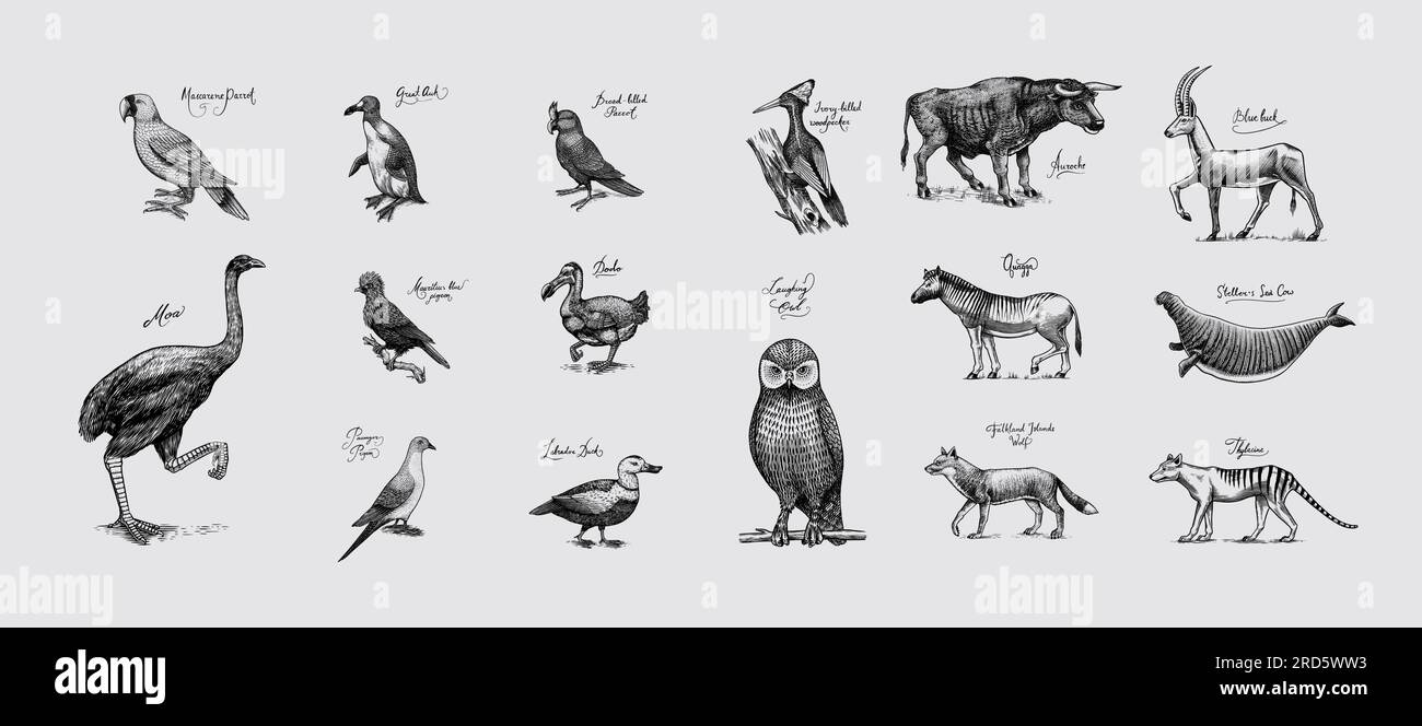 Specie *. Animali e uccelli selvatici di mammiferi. Dodo, Moa, Lupo della Tasmania, Quagga. Aurochs. Antilope blu. Disegno con incisione vettoriale disegnata a mano. Figura Illustrazione Vettoriale