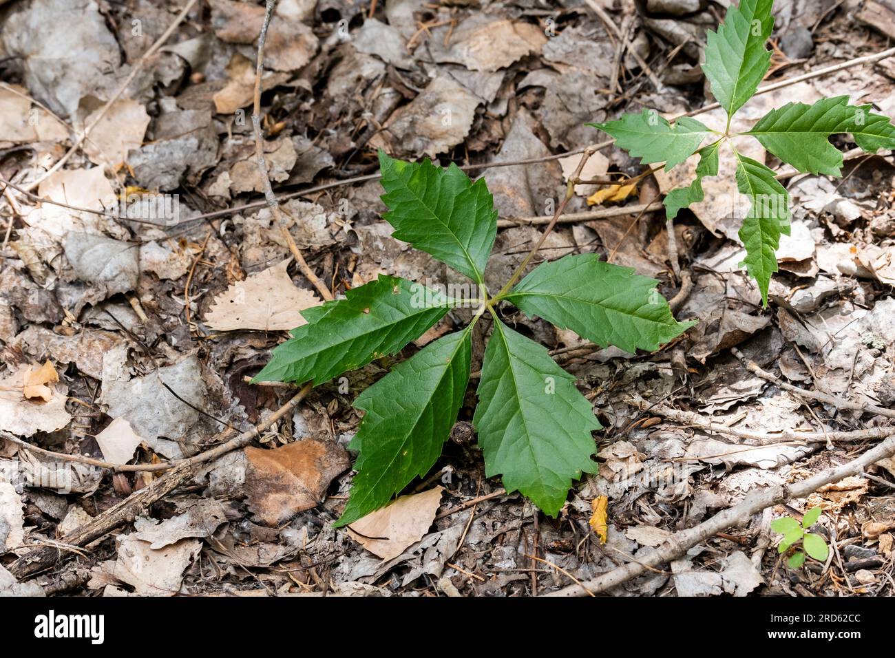 Due foglie mangiate di insetti del Virginia Creeper, Parthenocissus quinquefolia, sul terreno tra foglie in decomposizione a Wichita, Kansas, USA. Foto Stock