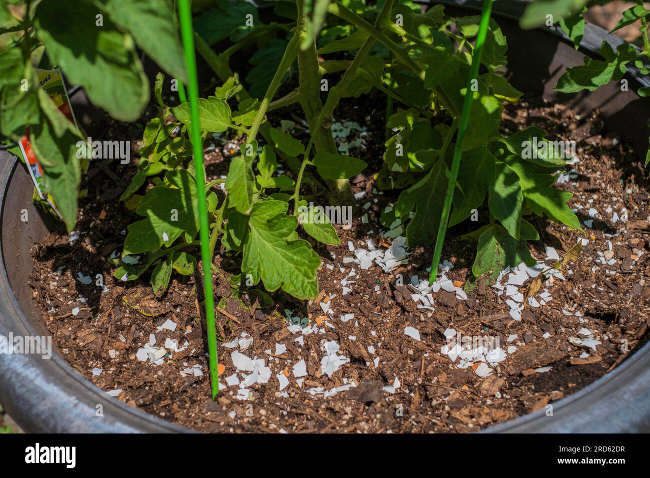 Coltivare i pomodori in pentole con gusci d'uovo tritati che forniscono calcio alla pianta. Foto Stock