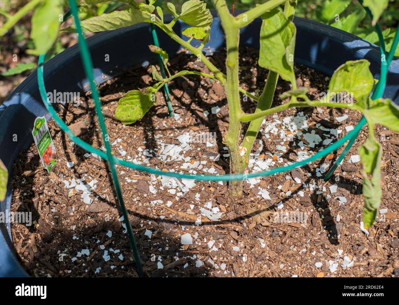 Coltivare i pomodori in pentole con gusci d'uovo tritati che forniscono calcio alla pianta. Foto Stock