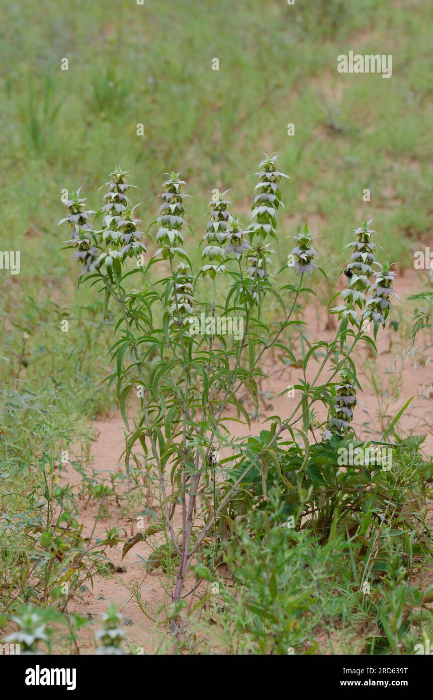 Beebalm macchiato, Monarda punctata Foto Stock