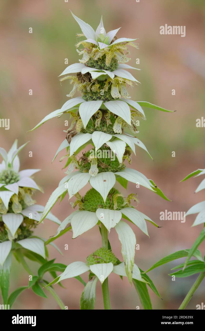 Beebalm macchiato, Monarda punctata Foto Stock