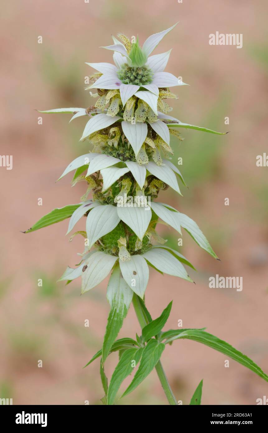 Beebalm macchiato, Monarda punctata Foto Stock