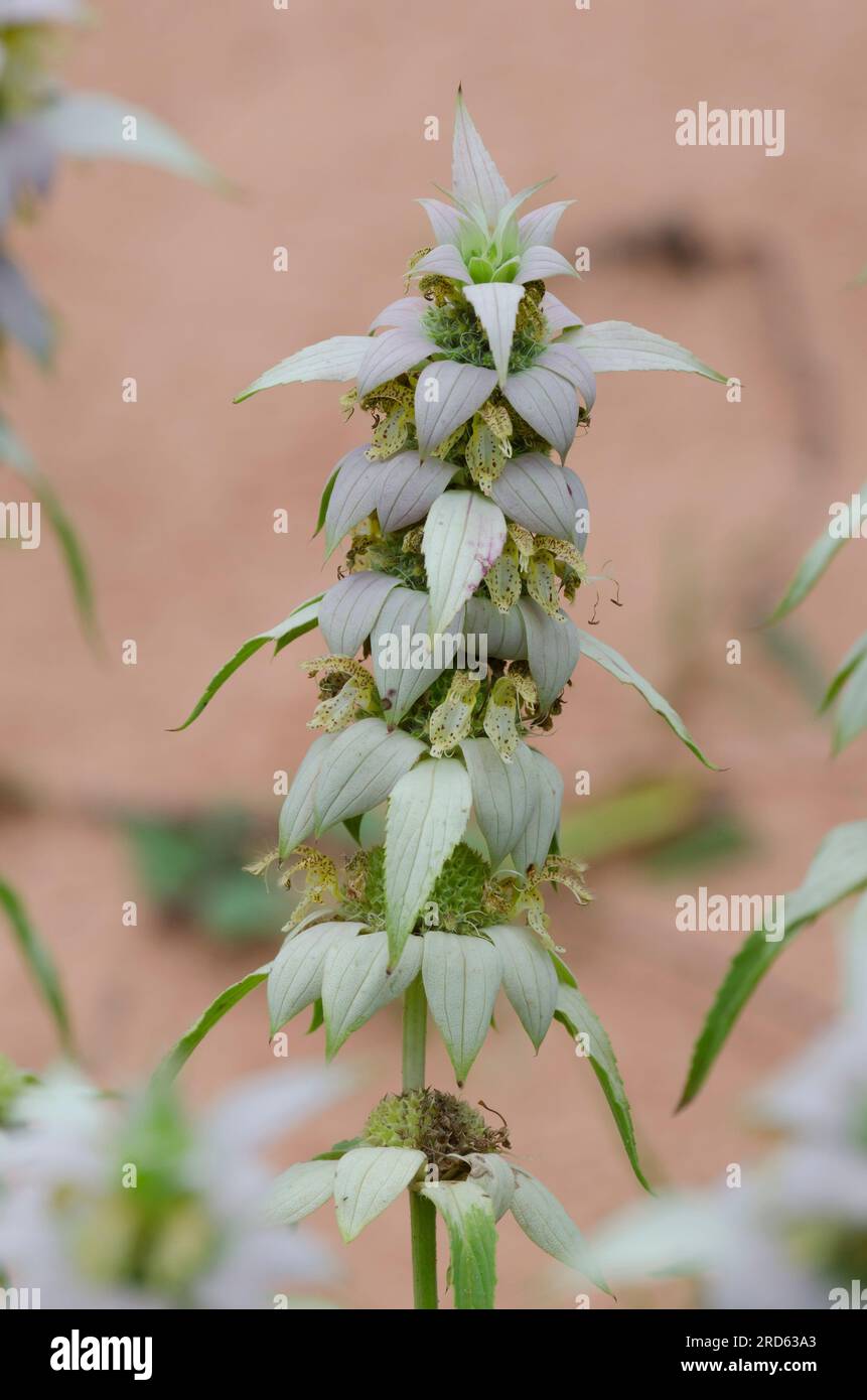 Beebalm macchiato, Monarda punctata Foto Stock