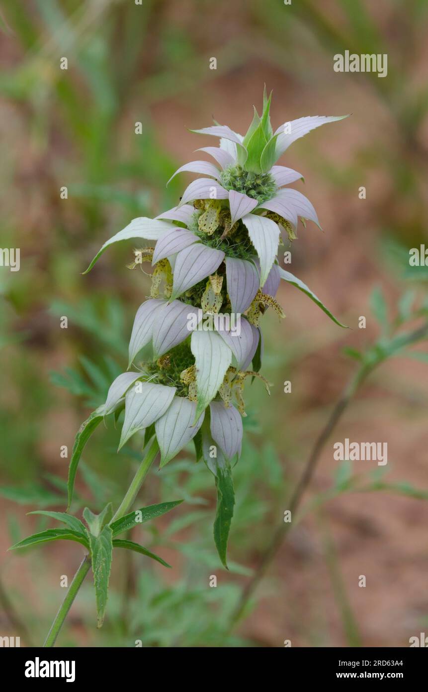 Beebalm macchiato, Monarda punctata Foto Stock