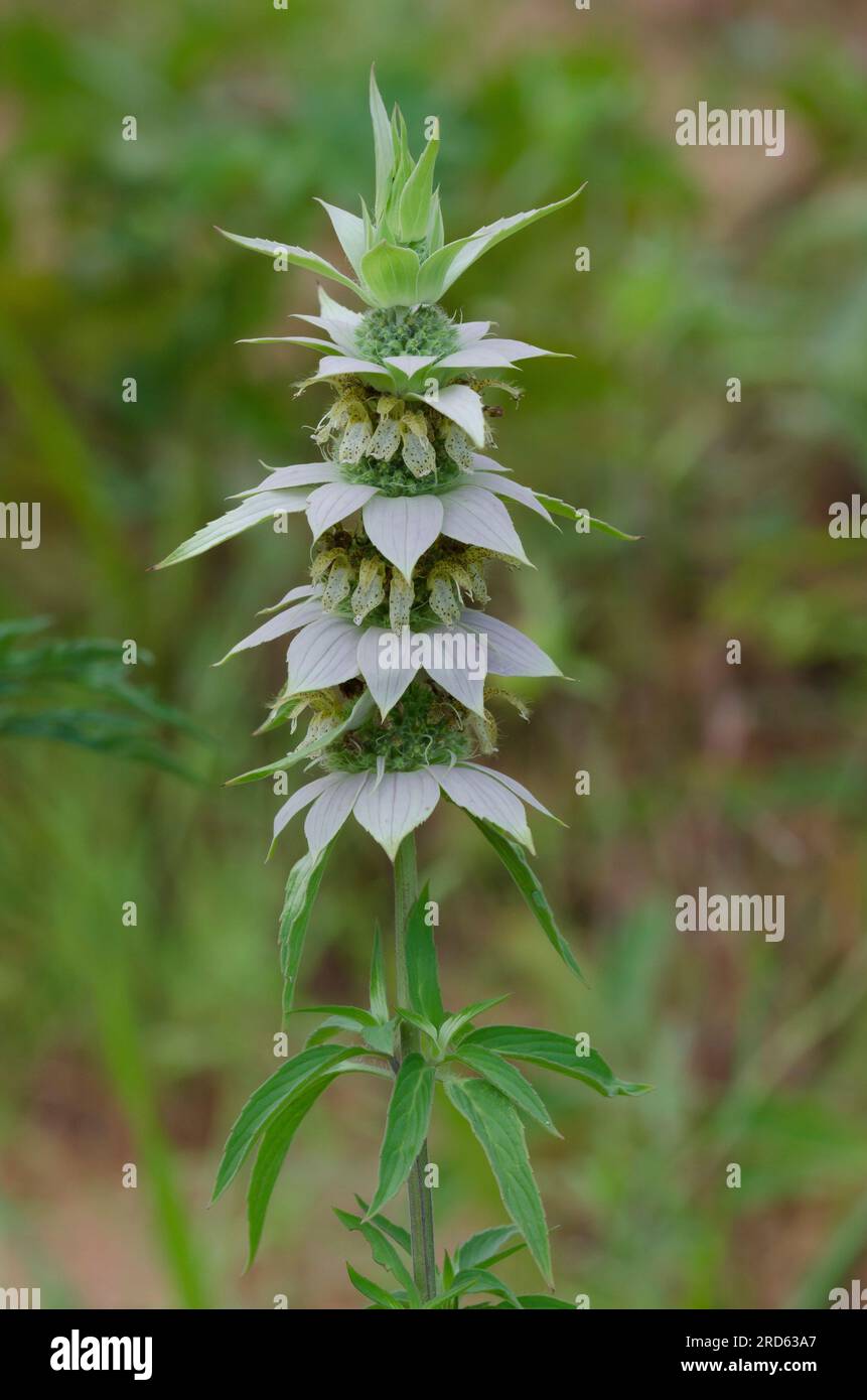 Beebalm macchiato, Monarda punctata Foto Stock