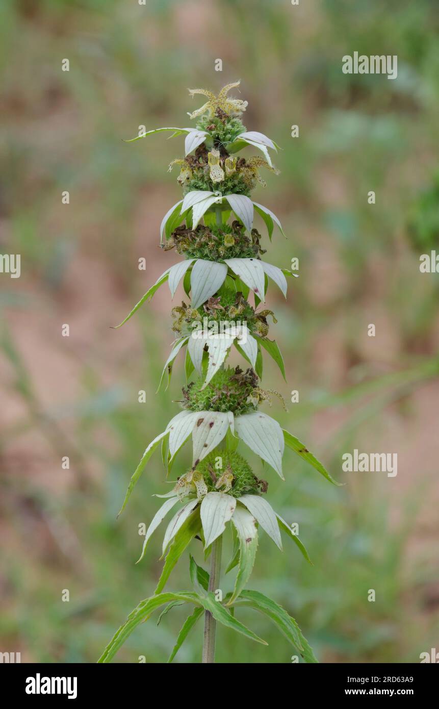 Beebalm macchiato, Monarda punctata Foto Stock