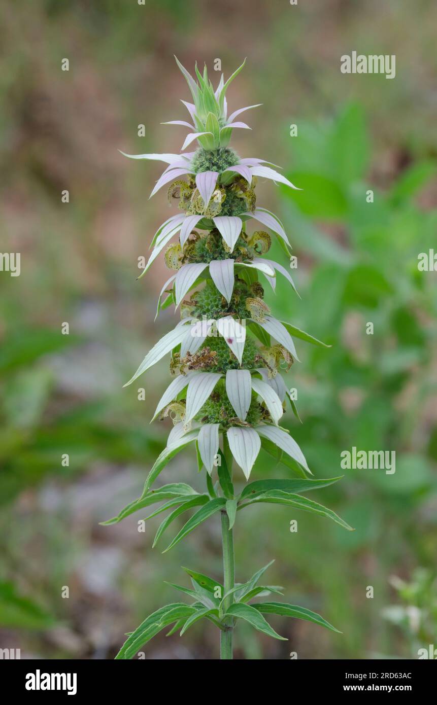 Beebalm macchiato, Monarda punctata Foto Stock