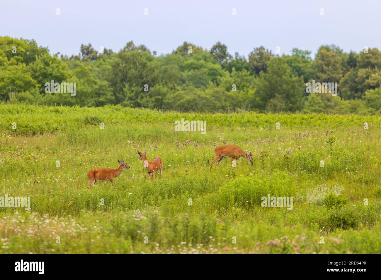 Cervi dalla coda bianca in un campo del Wisconsin settentrionale. Foto Stock