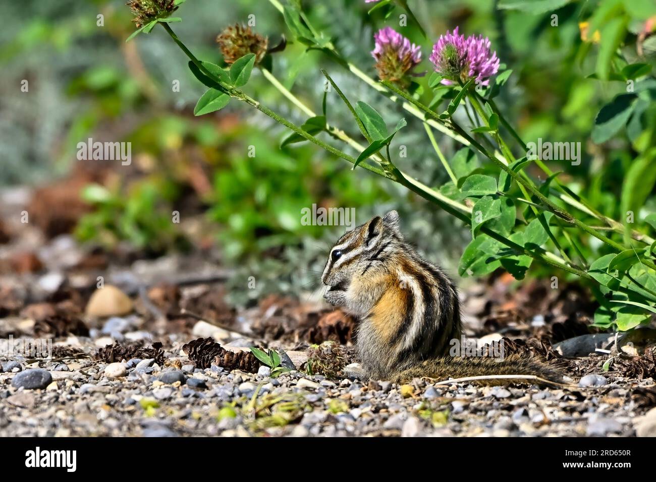 Un po' di chipmunk, "Eutamias minimus", che si nutre di una vegetazione verde Foto Stock