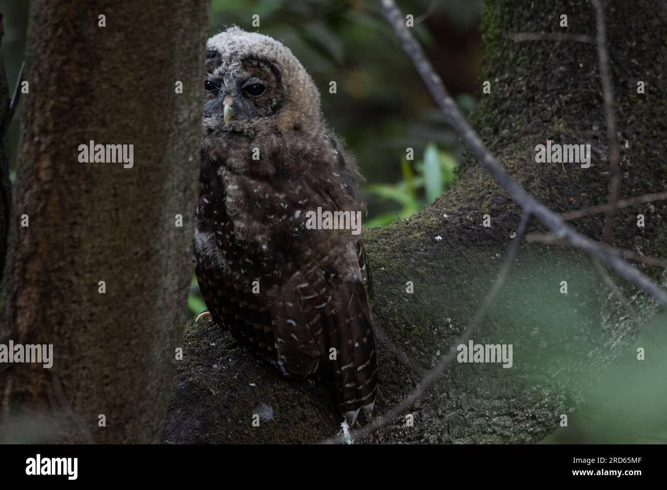 Un gufo boreale minacciato (Strix occidentalis caurina) arroccato nella foresta, l'uccello predatore è ben mimetizzato nel bosco. Foto Stock