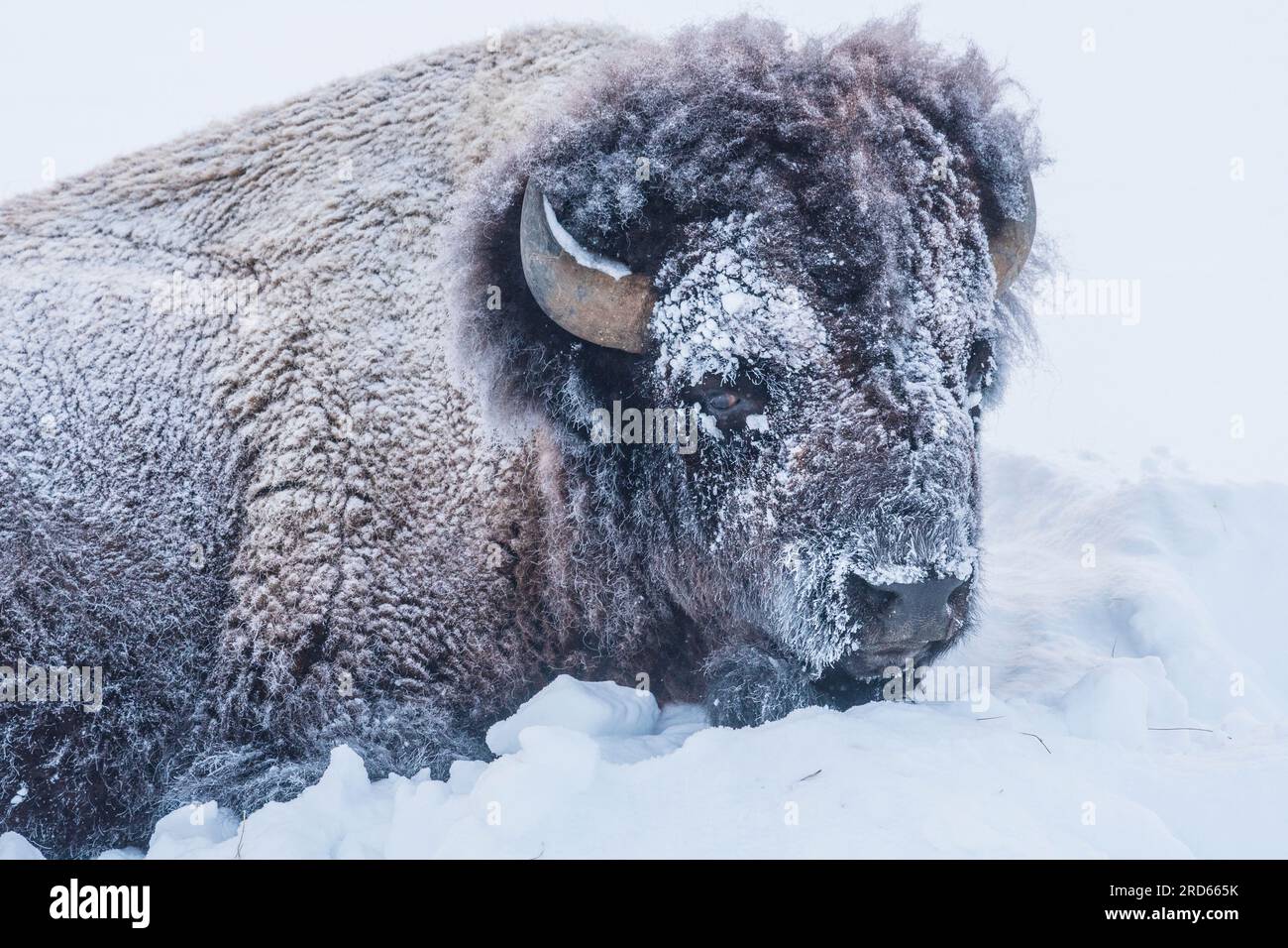Bisonti americani in inverno nel parco nazionale di Yellowstone Foto Stock