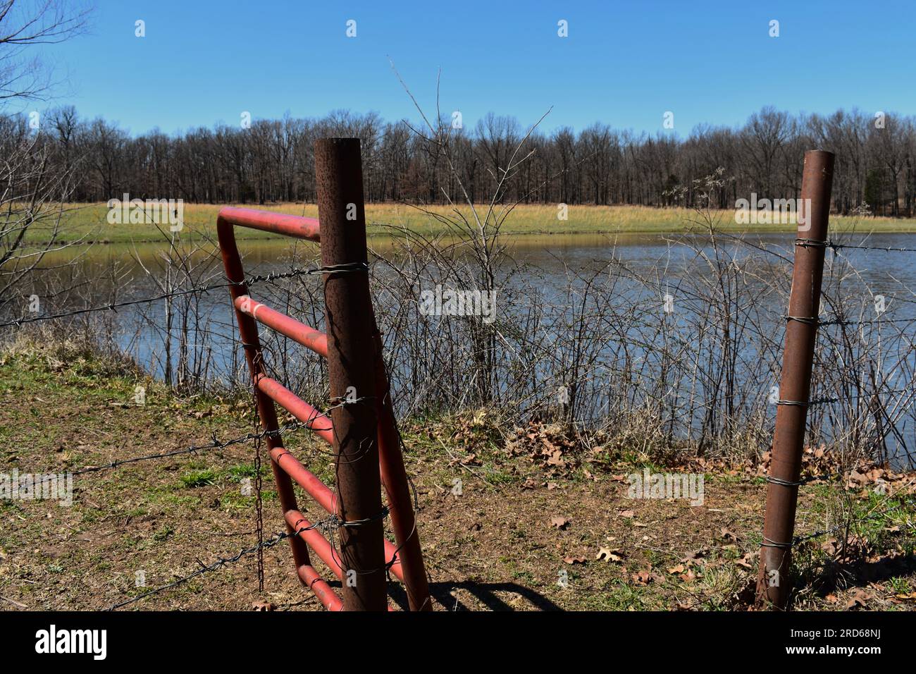 Un cancello di metallo aperto su un sentiero che conduce dal cortile allo stagno di un allevamento di bestiame nelle zone rurali del Missouri, Missouri, Stati Uniti, USA, USA. Foto Stock