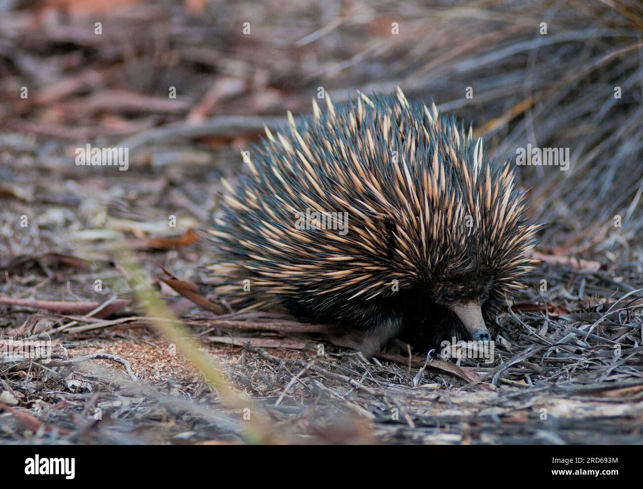 Spiny anteater, tachyglossus aculeatus, an echidna, Australia Occidentale Foto Stock