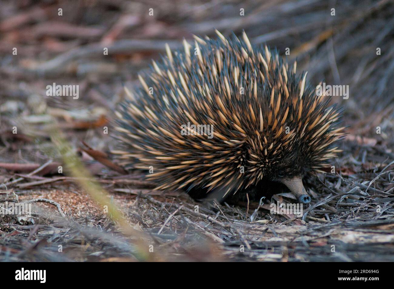 Spiny anteater, tachyglossus aculeatus, an echidna, Australia Occidentale Foto Stock