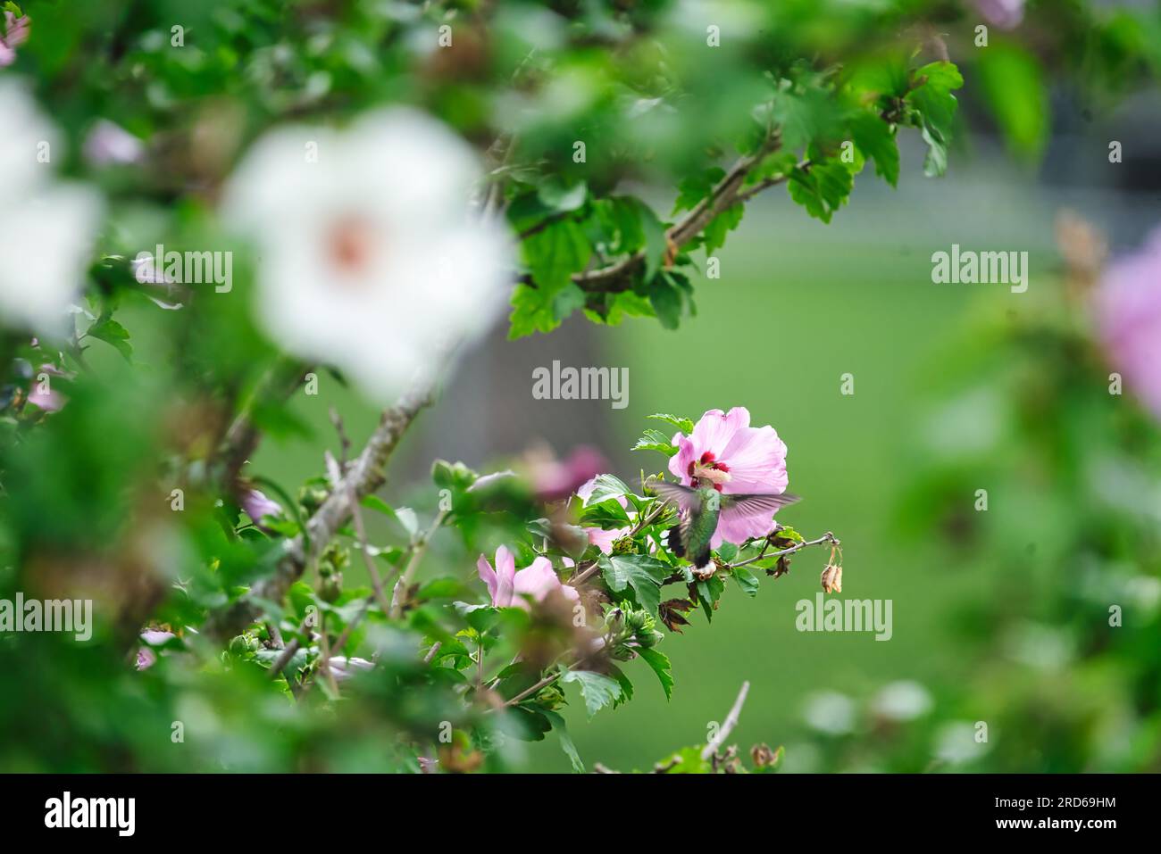 Colibrì con gola rubina che prende il nectar da Rose of Sharon Hibiscus Pink Flower in estate Foto Stock
