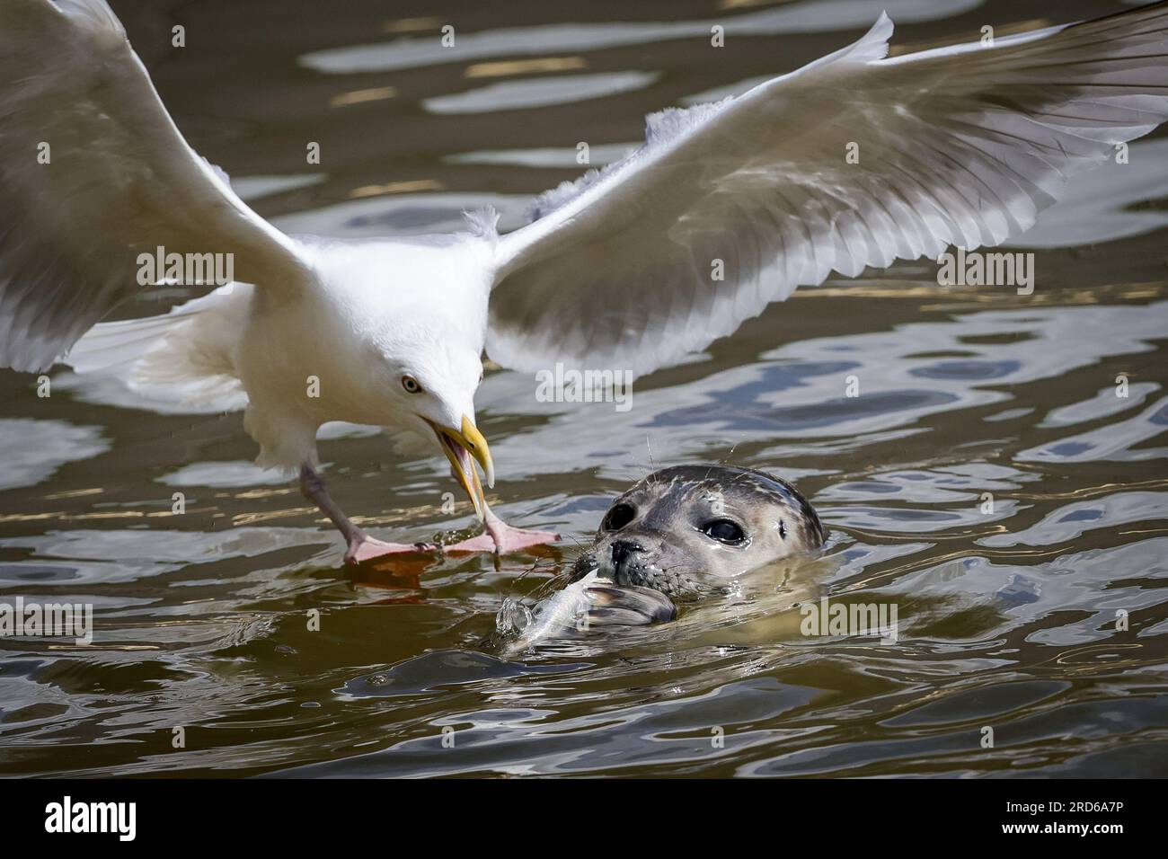 PRODUZIONE - 17 luglio 2023, Schleswig-Holstein, Friedrichskoog: Un gabbiano afferra un pesce che una foca sta per mangiare durante l'alimentazione quotidiana presso la stazione delle foche. Attualmente ci sono 153 giovani foche al Santuario delle foche di Friedrichskoog, che saranno rilasciati nel Mare di Wadden nelle prossime settimane quando avranno raggiunto il peso necessario. Con la fase di picco delle nascite delle foche nel Mare di Wadden, il periodo più affollato dell'anno si sta avvicinando per i custodi degli animali in questi giorni nelle due stazioni di foca tedesche. (A dpa: 'Alta stagione per sollevare urlatori: Le stazioni di foca hanno molto da fare') foto: Chr Foto Stock