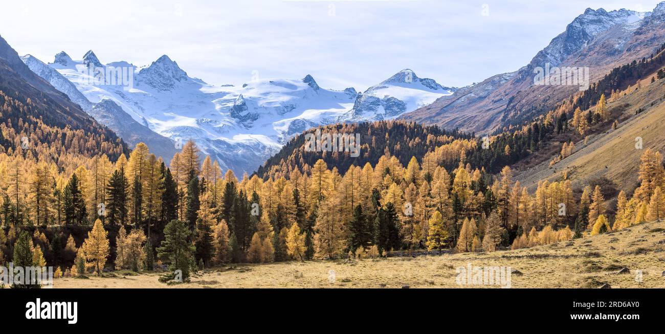 Valle del Roseg con larici dorati in foglie autunnali e ghiacciaio Roseg sullo sfondo , Cantone di Graubunden, Oberengadin, Svizzera Foto Stock
