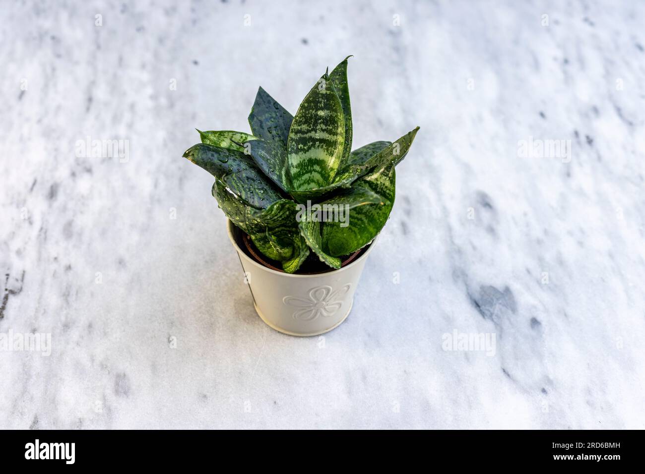 Sansevieria Jade Hahnii chiamato anche Bird's Nest Sansevieria pianta primo piano Foto Stock